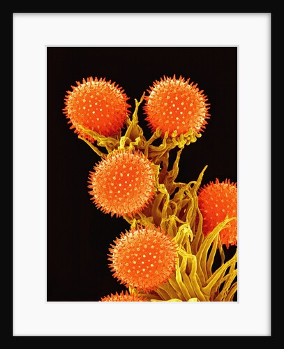 Pollen on Pistil of a Mallow Plant by Anonymous
