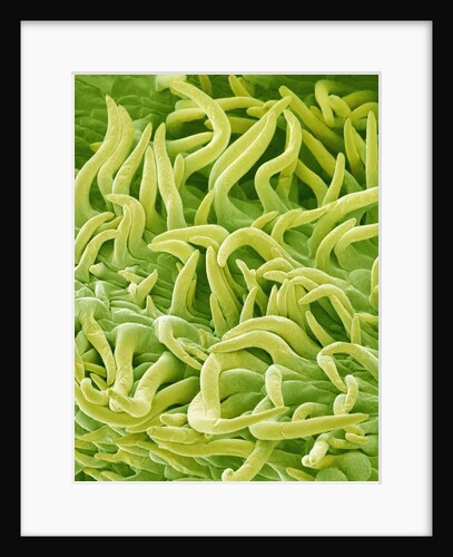 Filament of a Pieris Flower by Anonymous