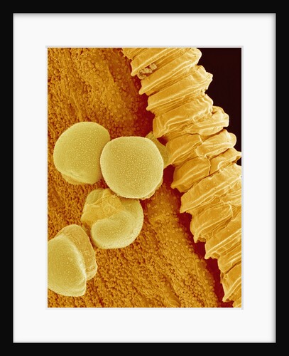 Gladiolus Pollen in Anther by Anonymous