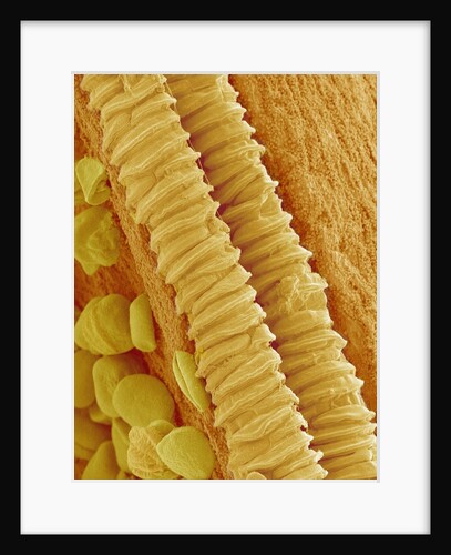 Gladiolus Pollen in Anther by Anonymous