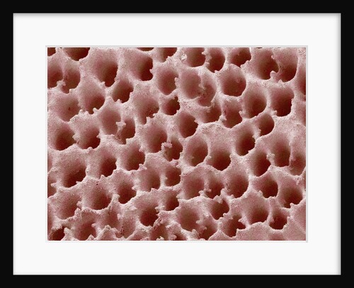 Underside of a Polypore Mushroom by Anonymous
