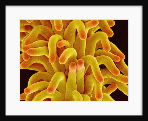 Pistil of a Chickweed Plant by Anonymous