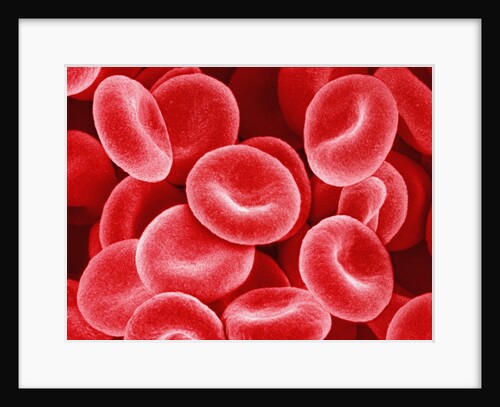 Human Red Blood Cells by Anonymous