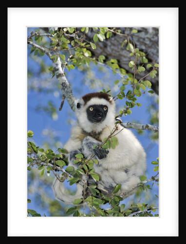 Verreaux's Sifaka by Anonymous