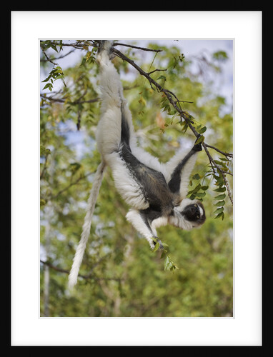 Verreaux's Sifaka by Anonymous