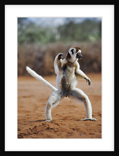 Verreaux's Sifaka by Anonymous