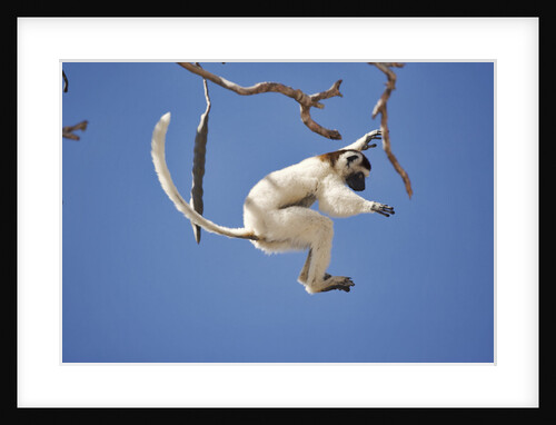 Verreaux's Sifaka Leaping From Tree by Anonymous