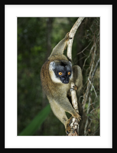 Common Brown Lemur by Anonymous