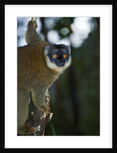 Common Brown Lemur by Anonymous