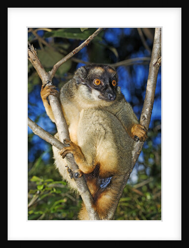 Common Brown Lemur by Anonymous