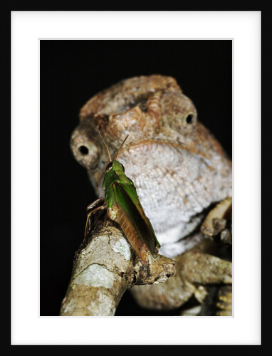 Short-horned Chameleon and Prey by Anonymous