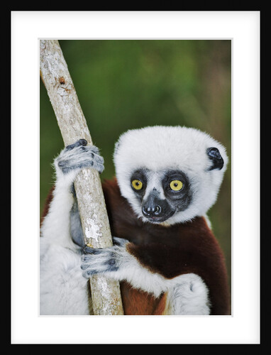 Coquerel's Sifaka by Anonymous