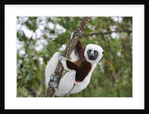 Coquerel's Sifaka by Anonymous