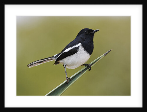Madagascar Magpie Robin by Anonymous