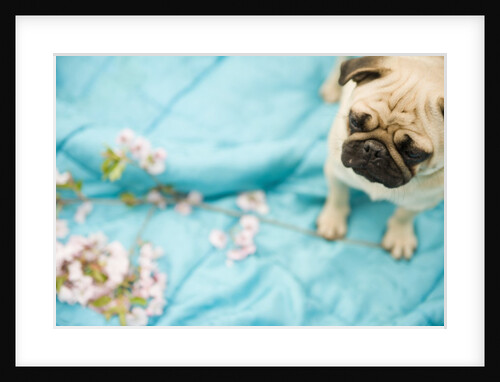 Pug on a Turquoise Blanket by Anonymous