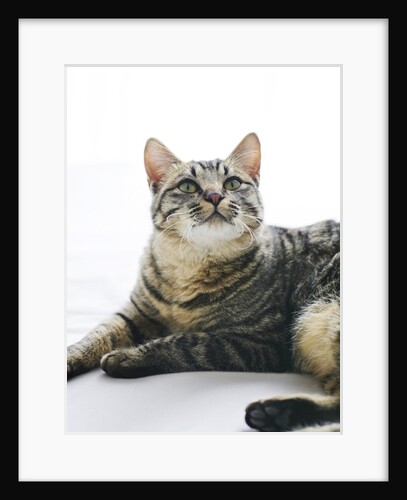 Cat Looking Up by Anonymous