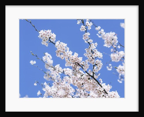 Cherry Blossoms by Anonymous