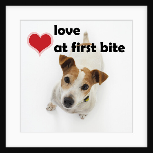 Love at First Bite by Anonymous