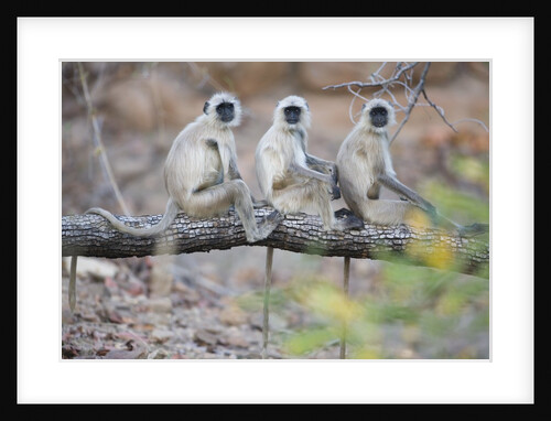 Gray Langurs Perched on Tree Limb by Anonymous