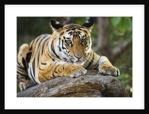 Bengal Tiger Cub Lying on Rock by Anonymous