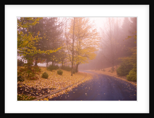 Fall Colors Along Country Road by Anonymous