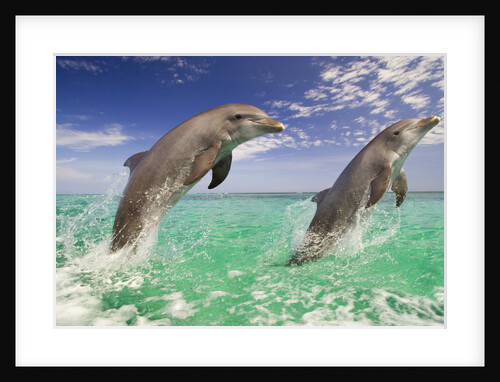 Breaching Dolphins in Mid-air by Anonymous