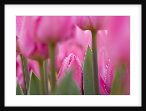 Tulips by Anonymous