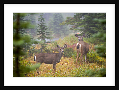 Deer Among the Blueberry Bushes by Anonymous