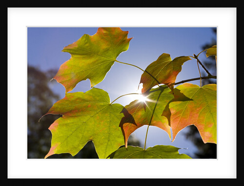 Sunlight Through Autumn Leaves by Anonymous