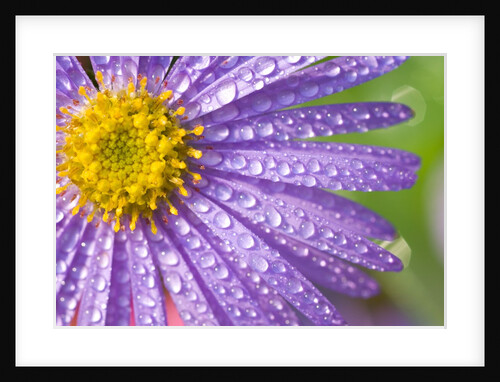 Dewdrops on Flowers by Anonymous