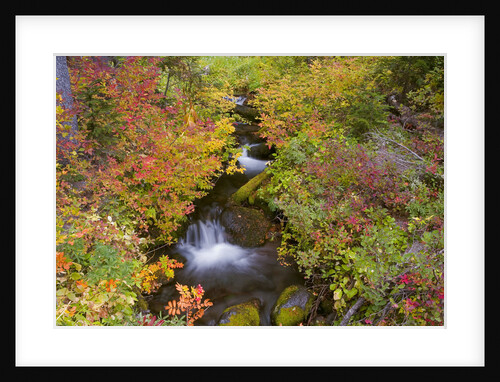 Fall Colors Along Creek by Anonymous