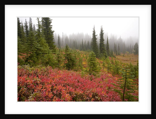 Fall Colors and Evergreen Trees in the Fog by Anonymous
