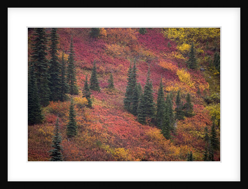 Fall Colors and Evergreen Trees by Anonymous