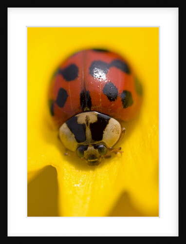 Ladybug on a Flower by Anonymous