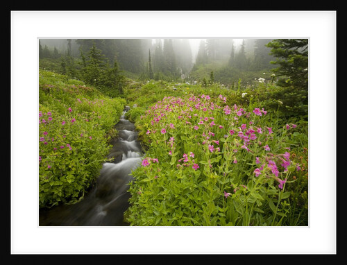 Monkey Flowers Along Paradise Creek by Anonymous