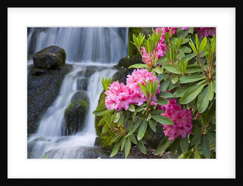 Rhododendrons Beside a Water Fall by Anonymous