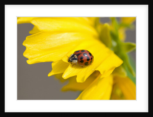 Ladybug on a Flower by Anonymous