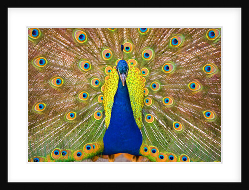 Peacock by Anonymous