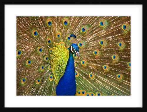 Peacock by Anonymous