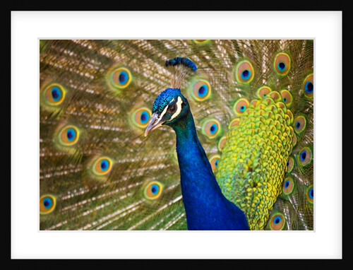 Peacock with Tail Fanned by Anonymous