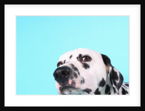 Dalmatian by Anonymous