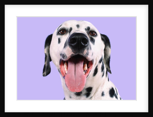 Dalmatian by Anonymous