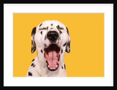 Dalmatian by Anonymous