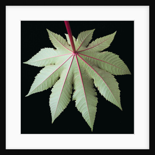 Leaf and Stem by Anonymous