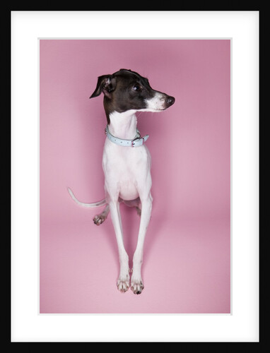 Italian Greyhound by Anonymous