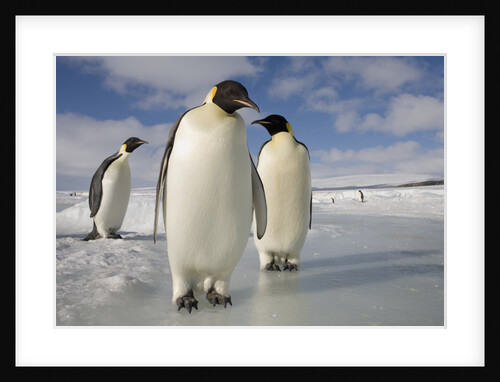Emperor Penguins in Antarctica by Anonymous