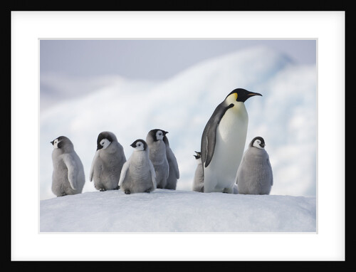 Emperor Penguins in Antarctica by Anonymous