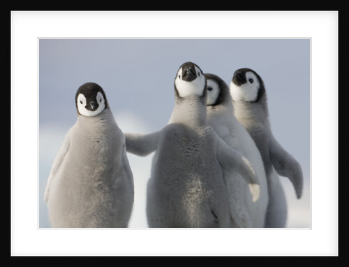 Emperor Penguin Chicks in Antarctica by Anonymous