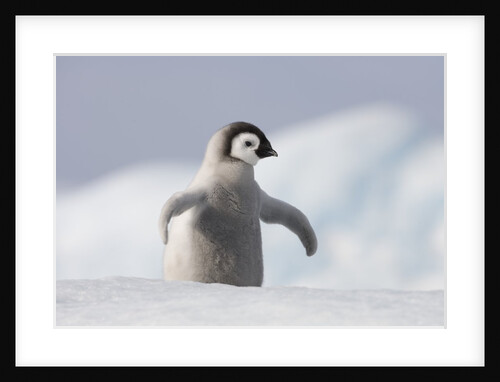Emperor Penguin Chick in Antarctica by Anonymous