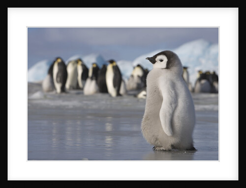 Emperor Penguin Chick in Antarctica by Anonymous